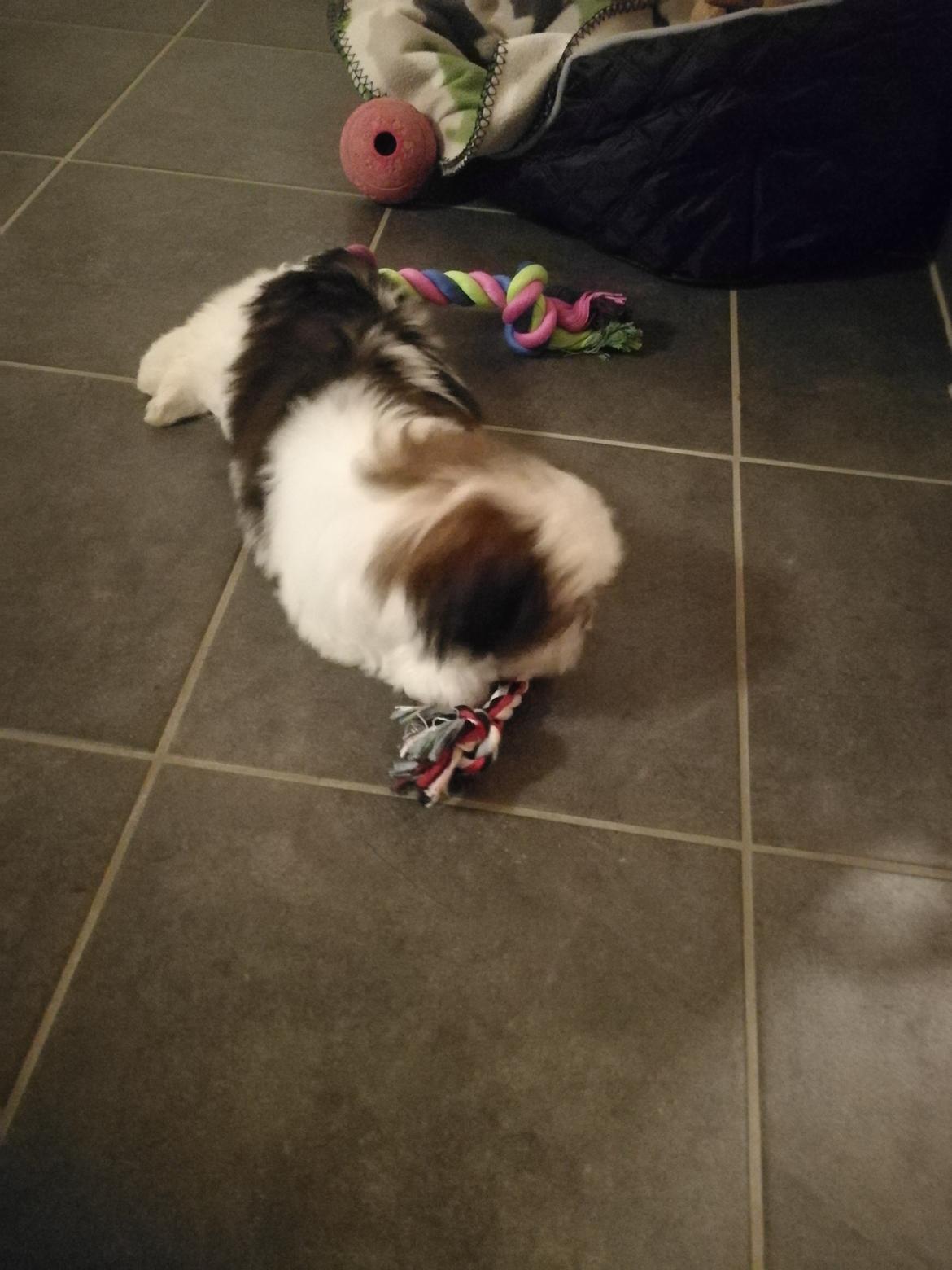 Lhasa apso Mira billede 6