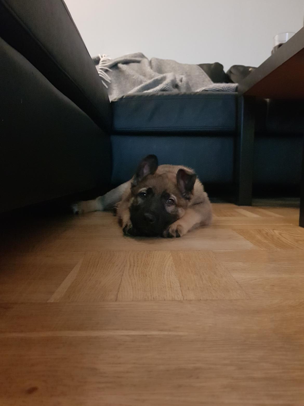 Schæferhund Becha billede 2