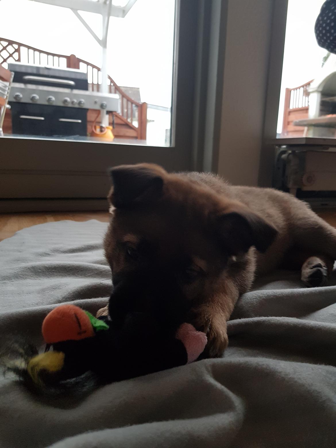 Schæferhund Becha billede 3