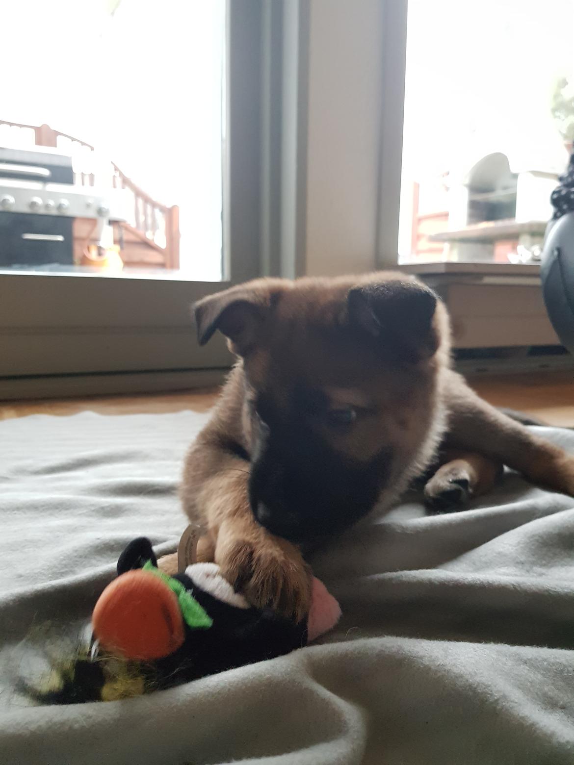 Schæferhund Becha billede 5