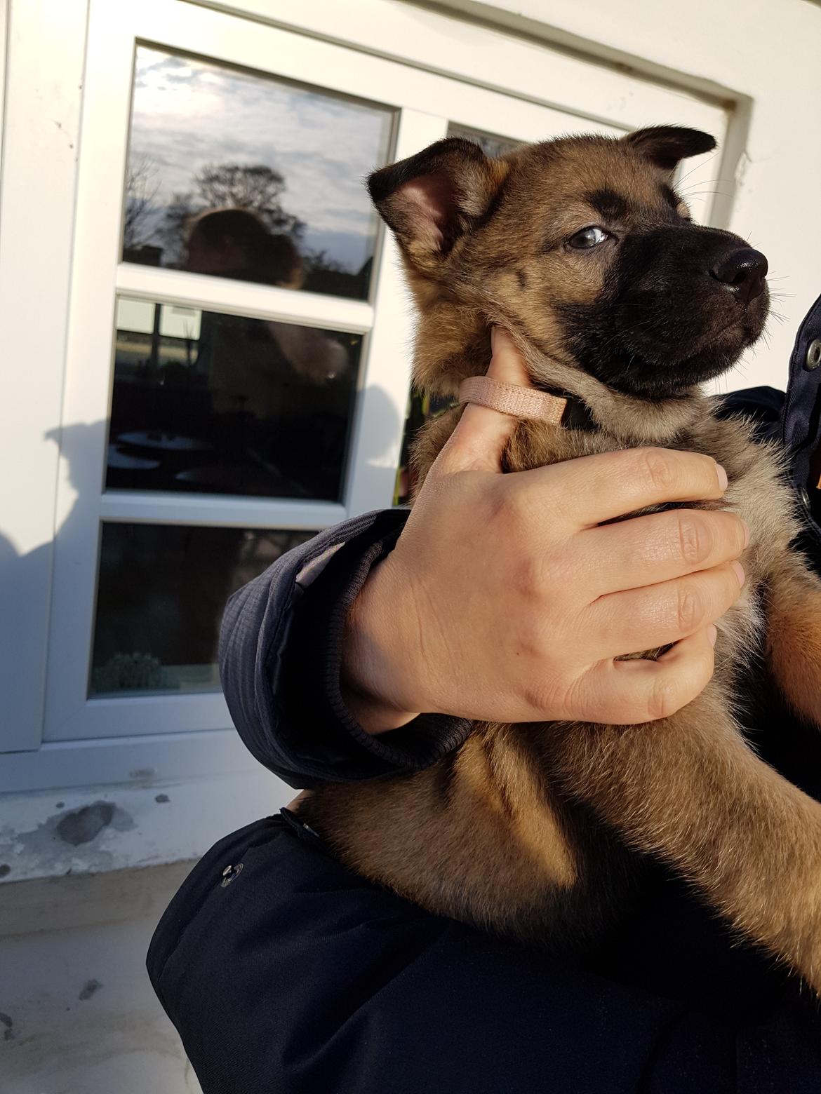 Schæferhund Becha billede 6