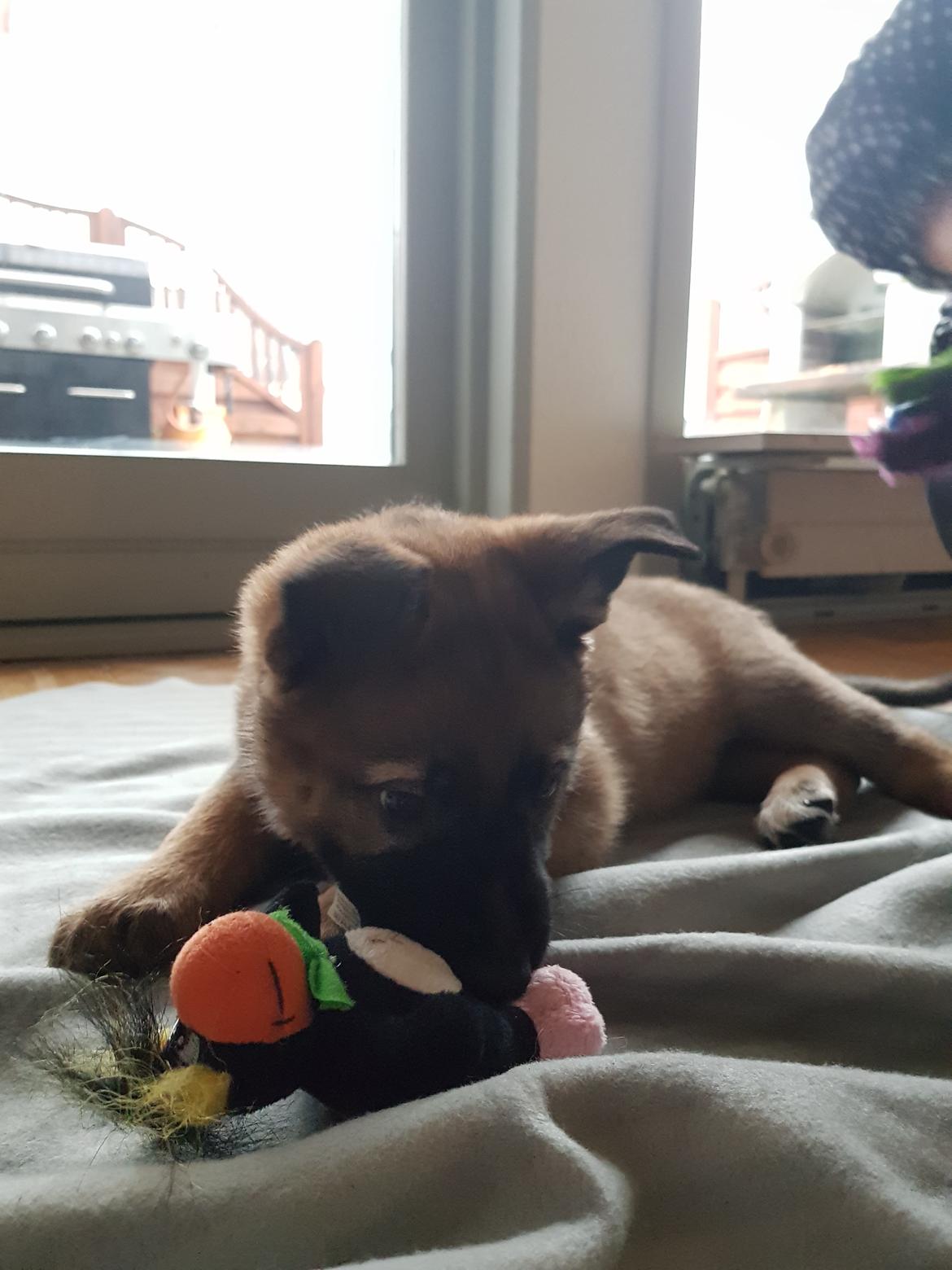 Schæferhund Becha billede 4