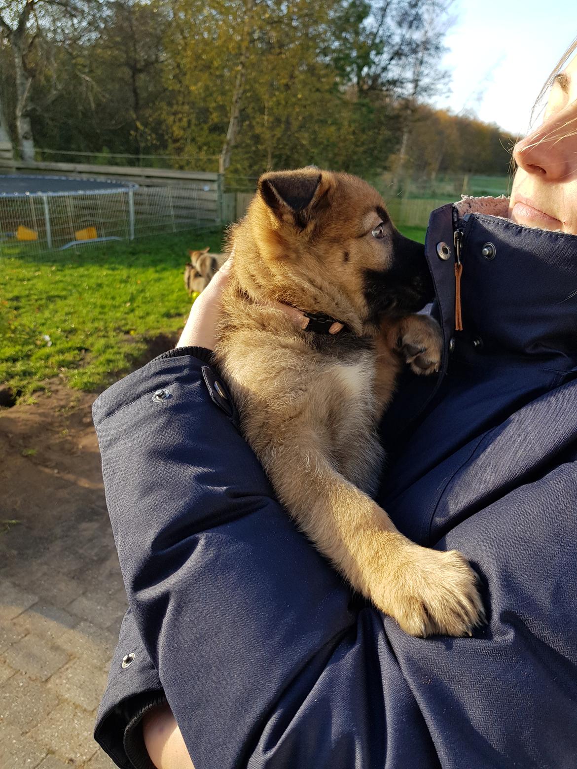 Schæferhund Becha billede 7