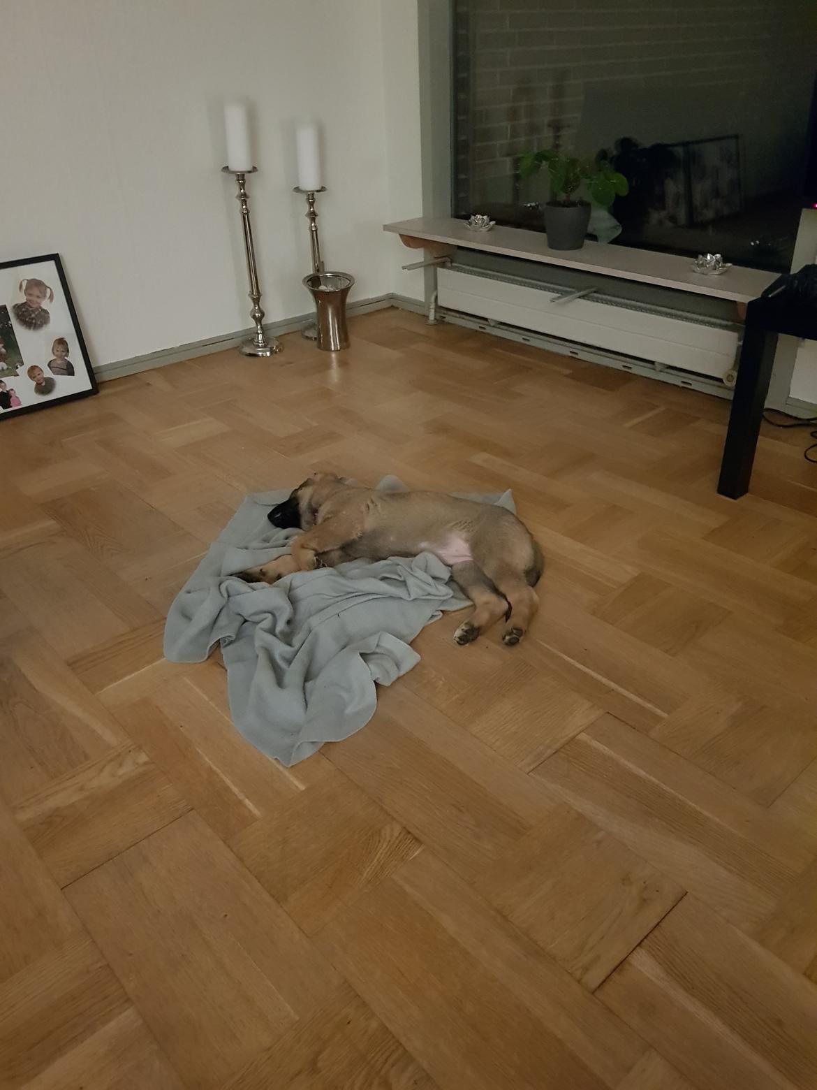 Schæferhund Becha billede 8