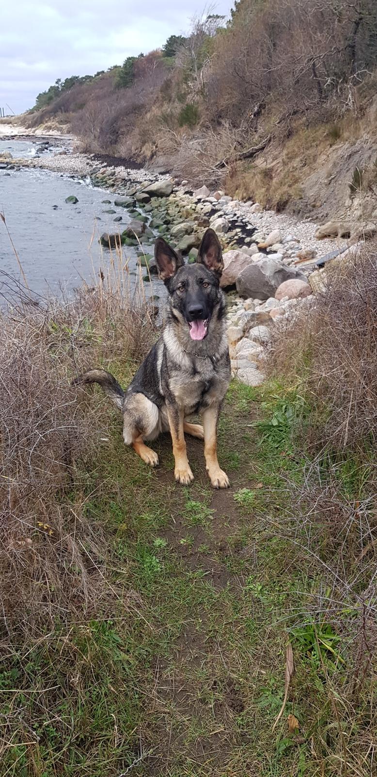 Schæferhund Esso (Haubroe Aud) billede 2