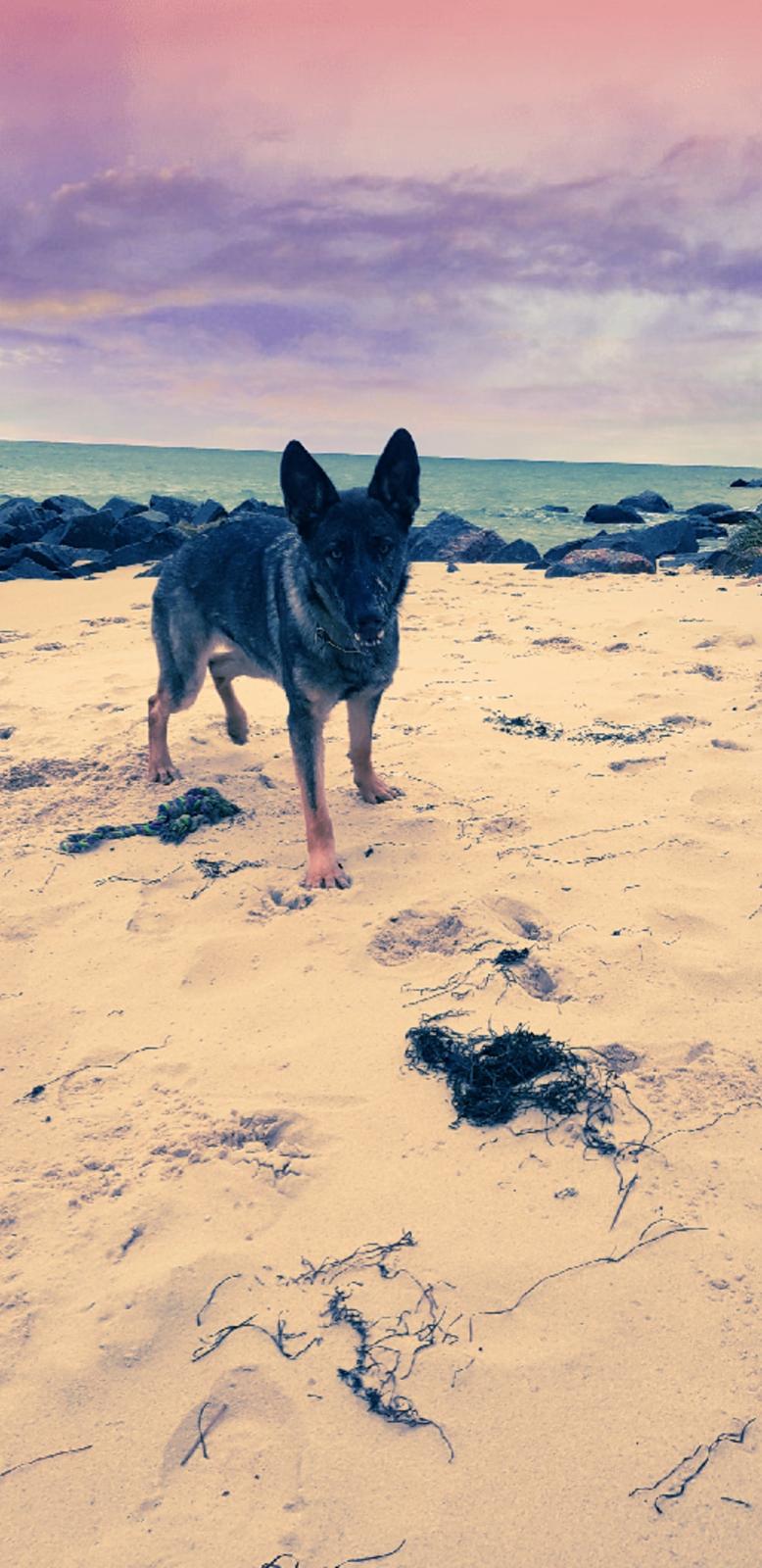 Schæferhund Esso (Haubroe Aud) billede 1