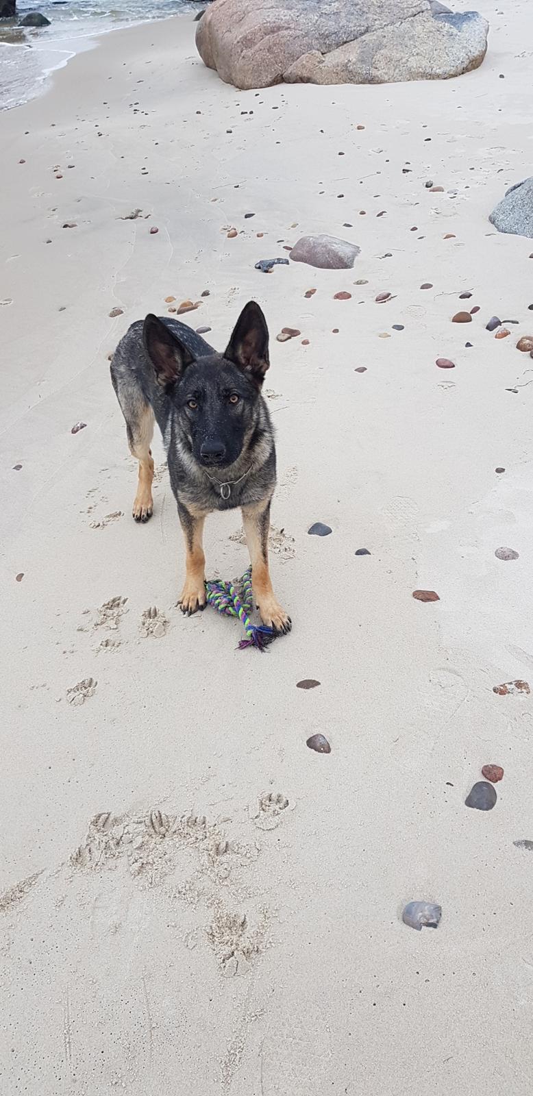 Schæferhund Esso (Haubroe Aud) billede 4