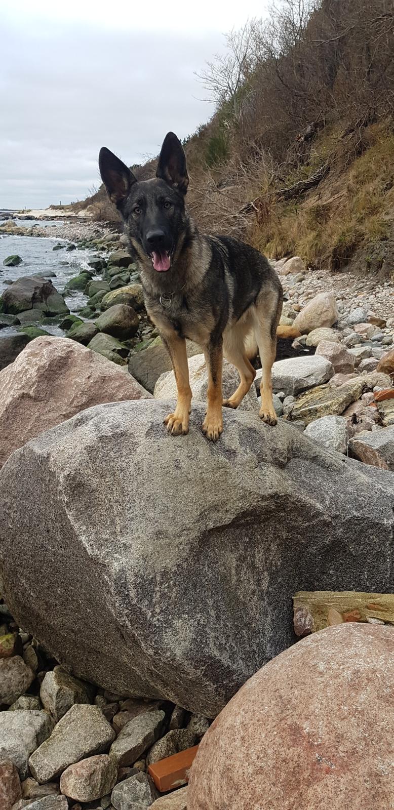 Schæferhund Esso (Haubroe Aud) billede 5