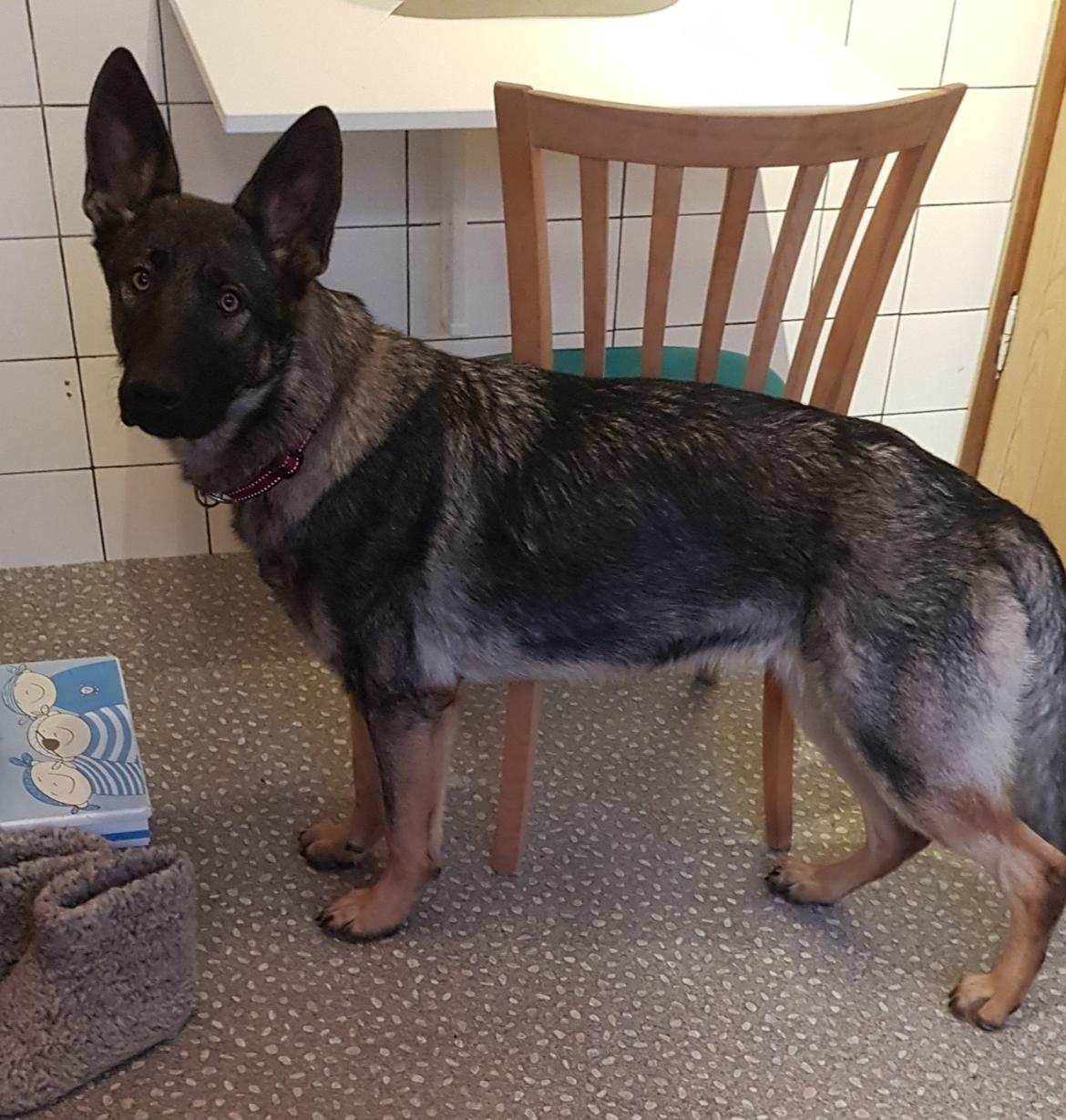 Schæferhund Esso (Haubroe Aud) billede 3