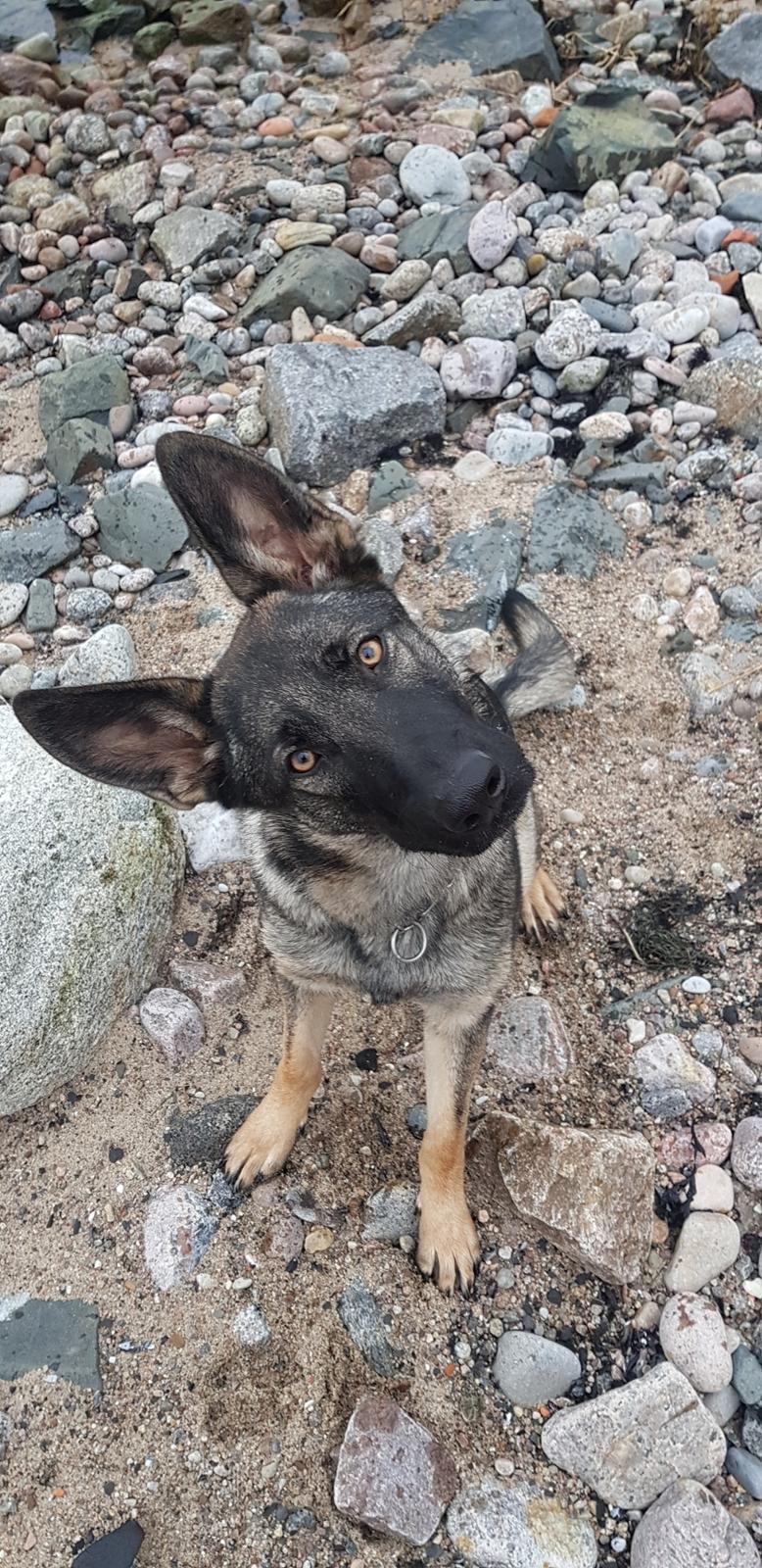 Schæferhund Esso (Haubroe Aud) billede 6