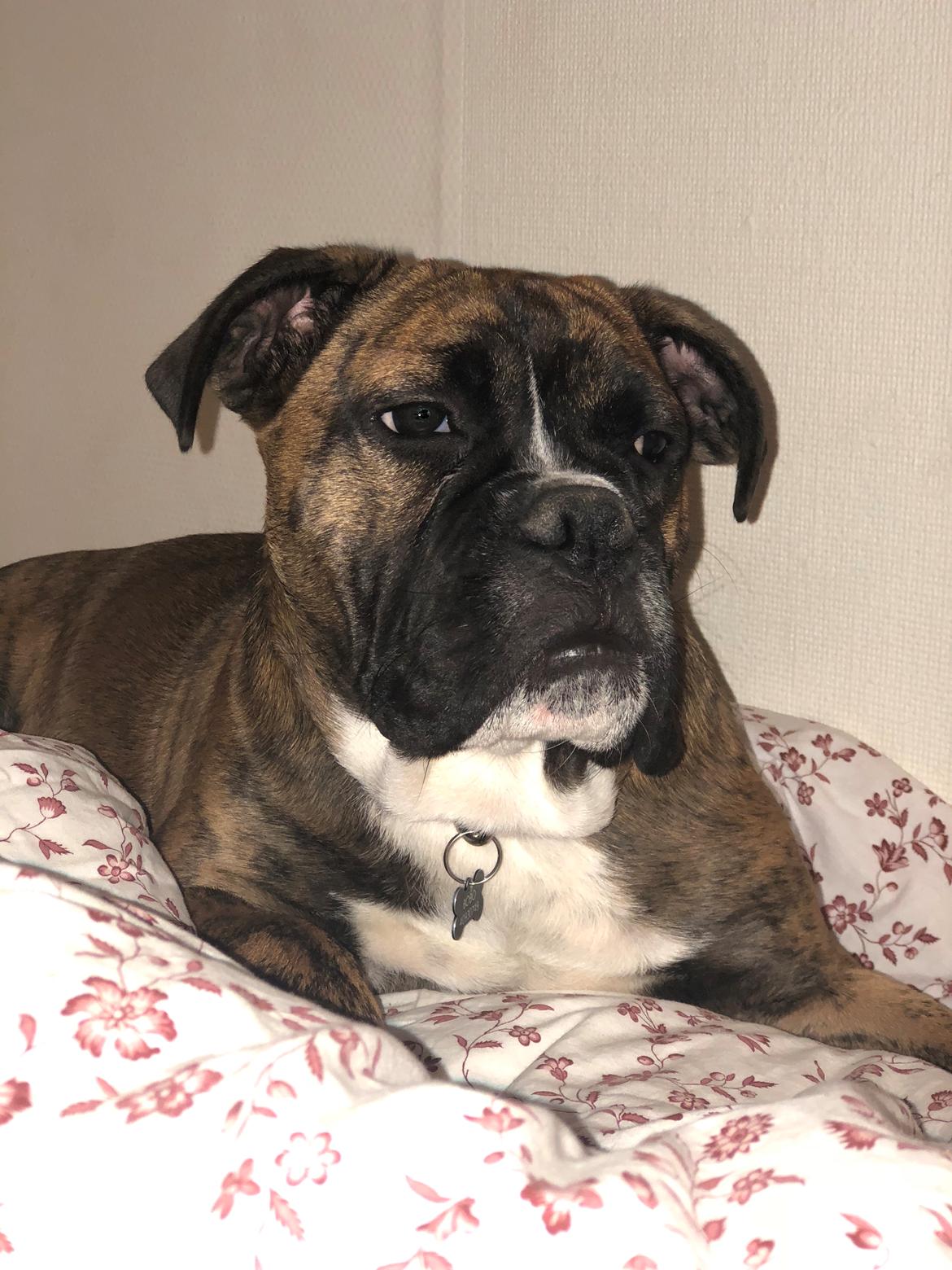 Blanding af racer Bobo billede 7