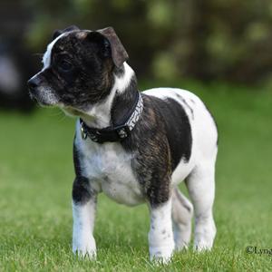 Blanding af racer Charlie billede 15