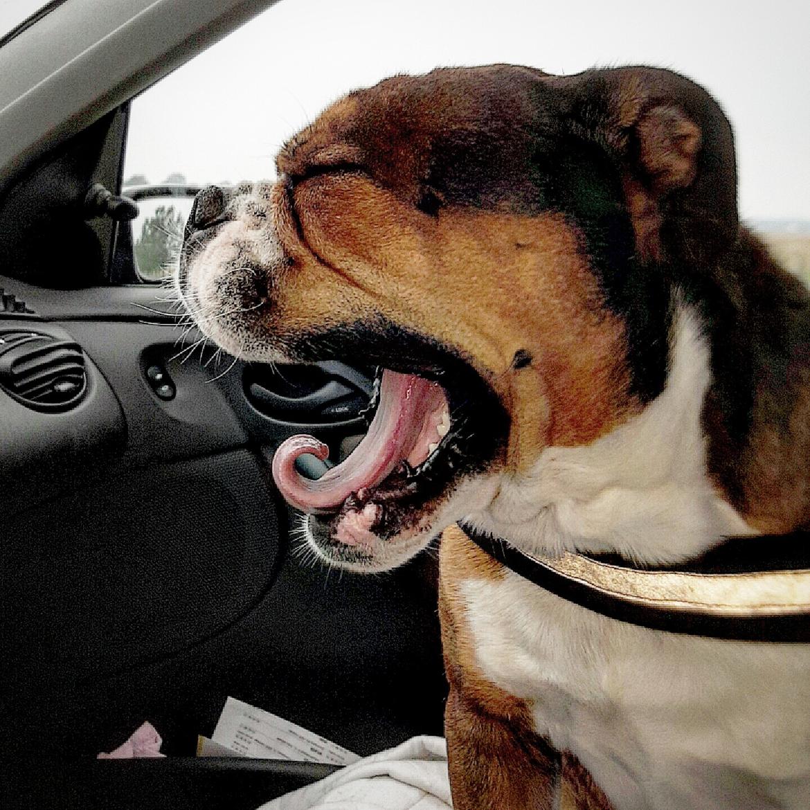 Olde english bulldogge Beefy billede 2