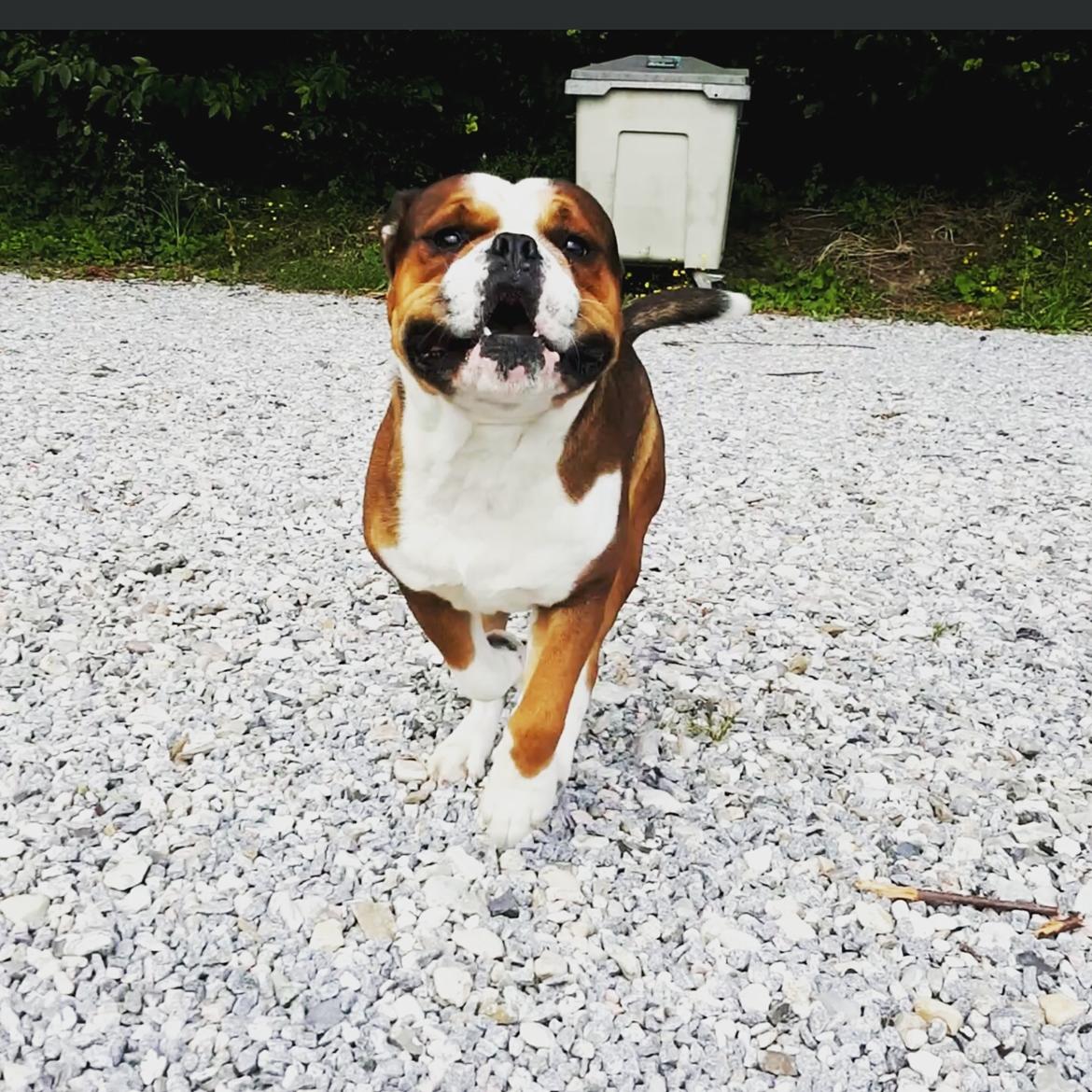 Olde english bulldogge Beefy billede 3