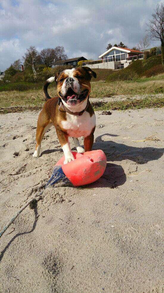 Olde english bulldogge Beefy billede 4