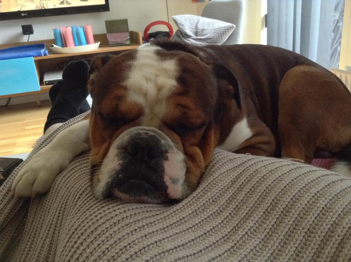 Olde english bulldogge Beefy billede 5