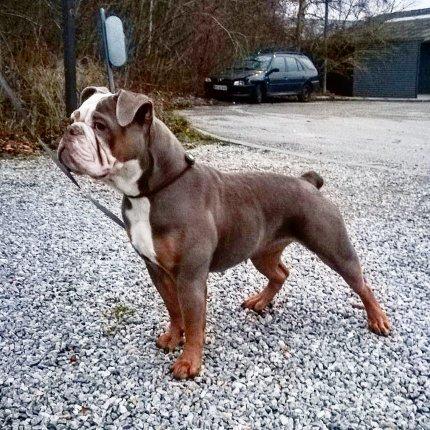 Olde english bulldogge Meniy billede 1