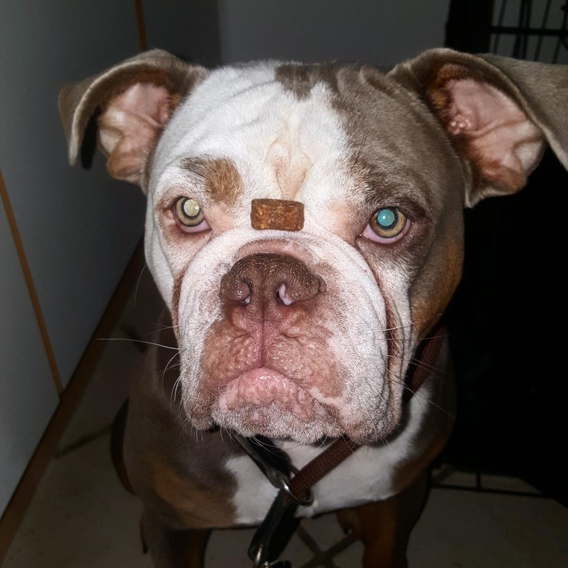 Olde english bulldogge Meniy billede 4