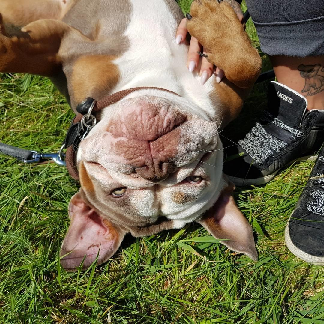 Olde english bulldogge Meniy billede 5