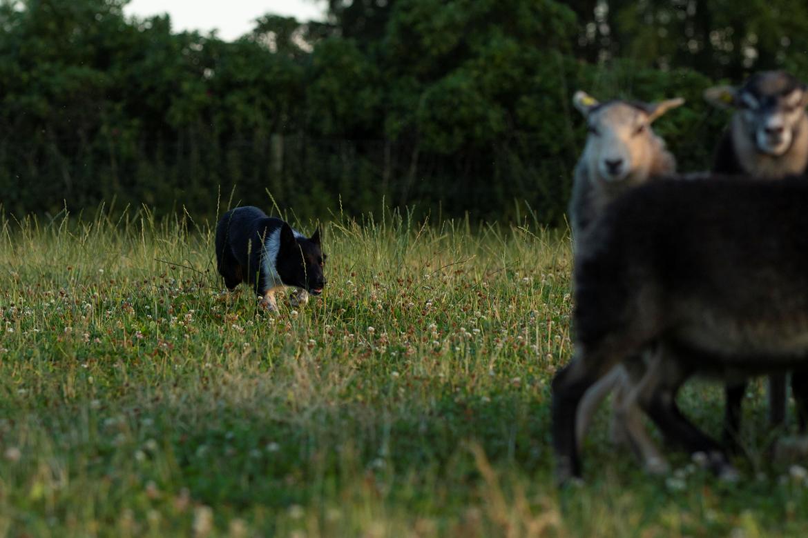 Border collie Derwen Spy billede 3