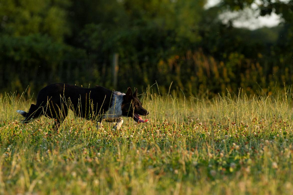 Border collie Derwen Spy billede 5