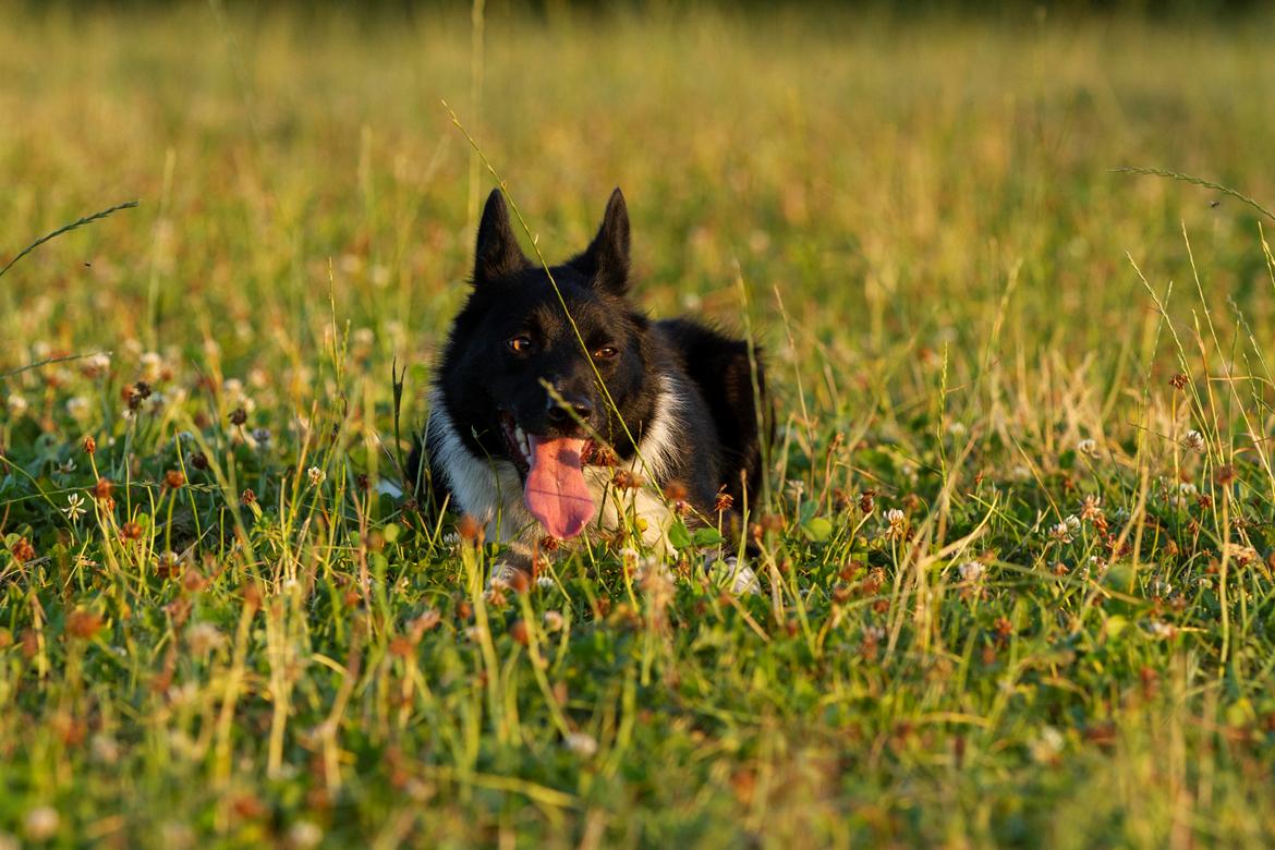 Border collie Derwen Spy billede 6