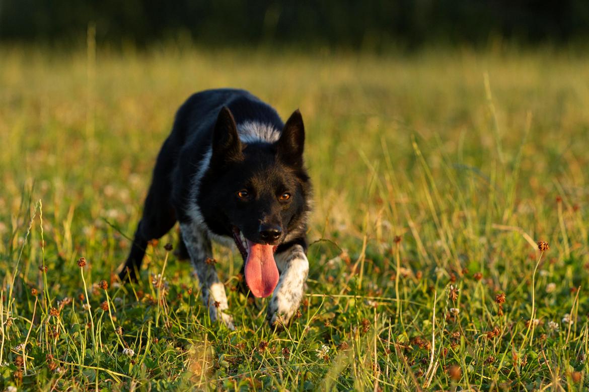 Border collie Derwen Spy billede 7