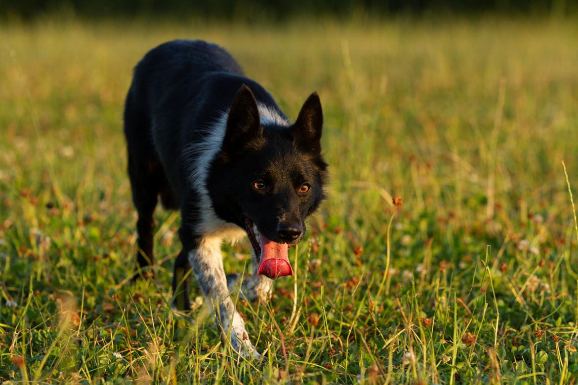 Border collie Derwen Spy billede 8