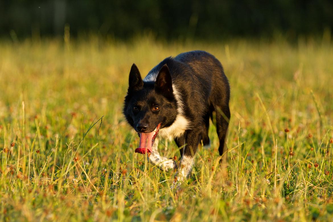 Border collie Derwen Spy billede 9