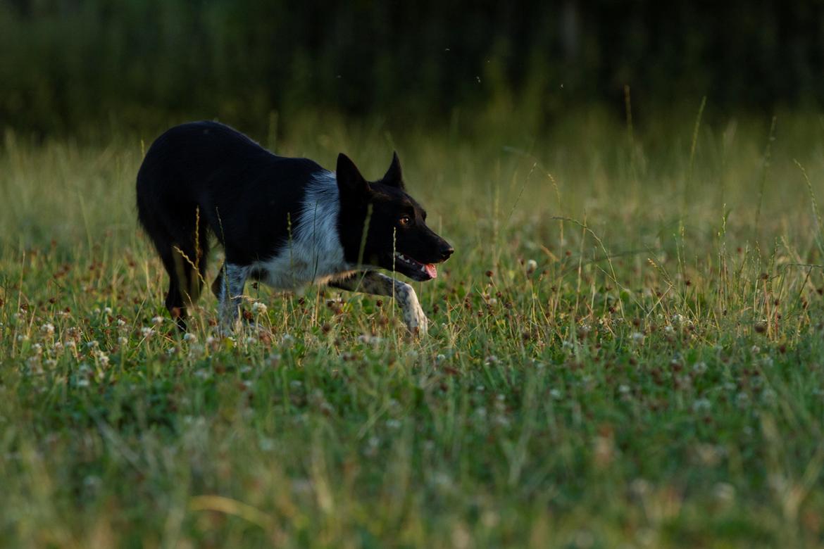 Border collie Derwen Spy billede 4