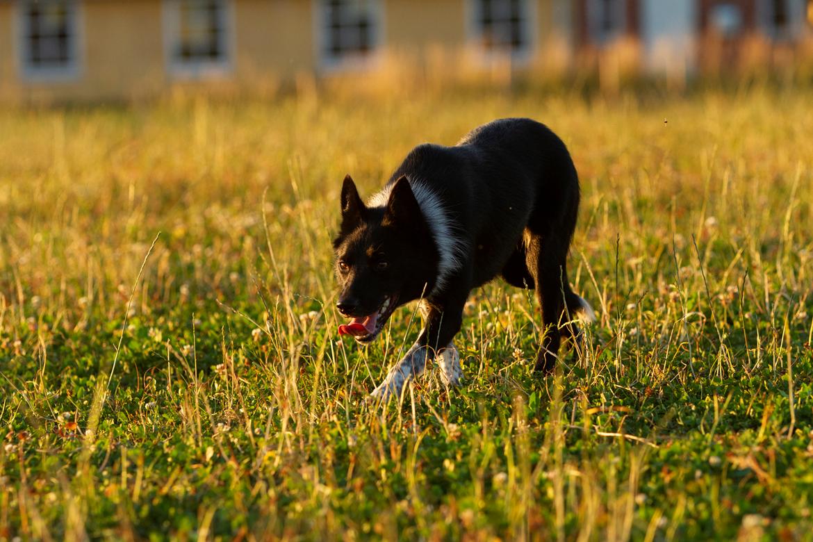 Border collie Derwen Spy billede 11