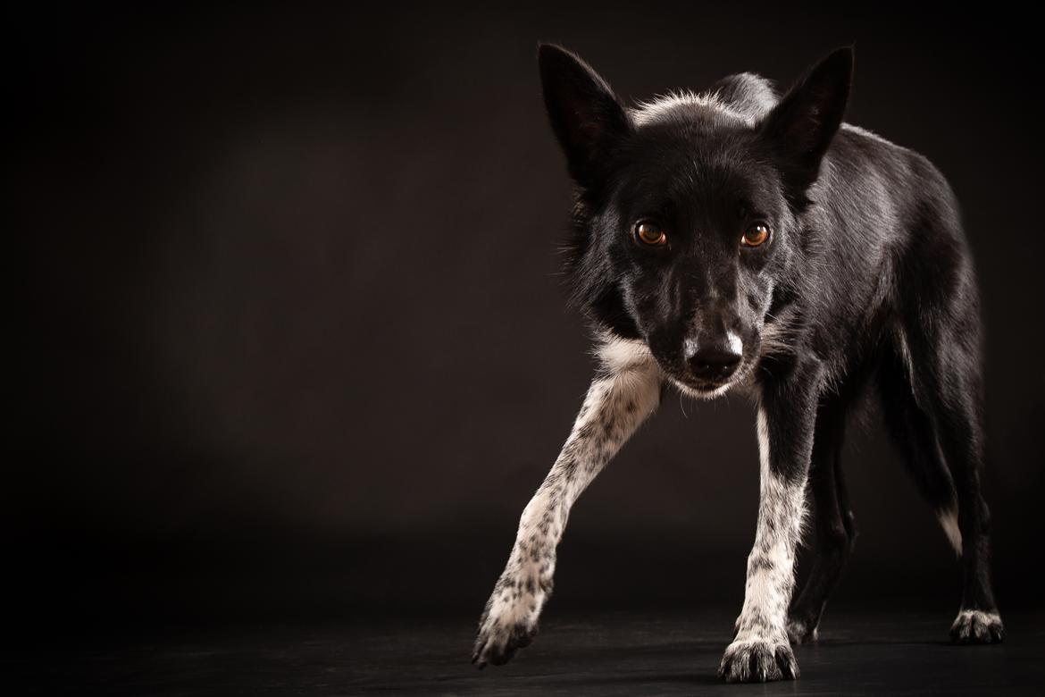 Border collie Derwen Spy billede 2