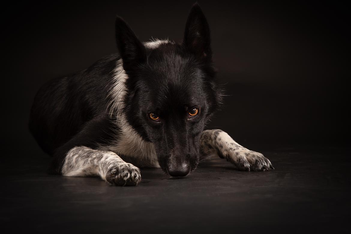 Border collie Derwen Spy billede 12