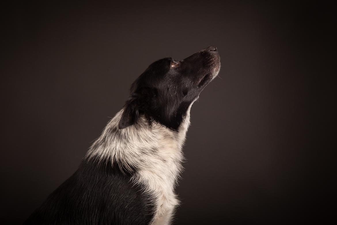 Border collie Derwen Spy billede 1