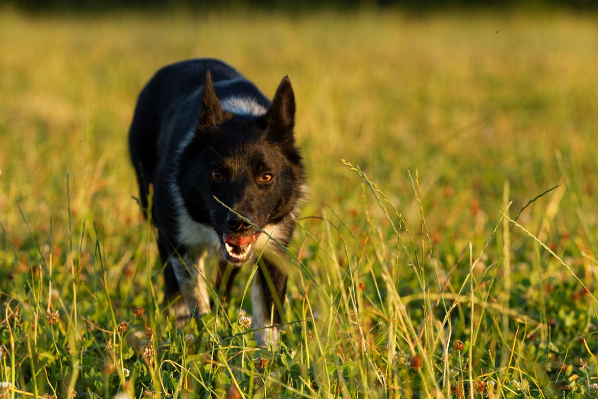Border collie Derwen Spy billede 10