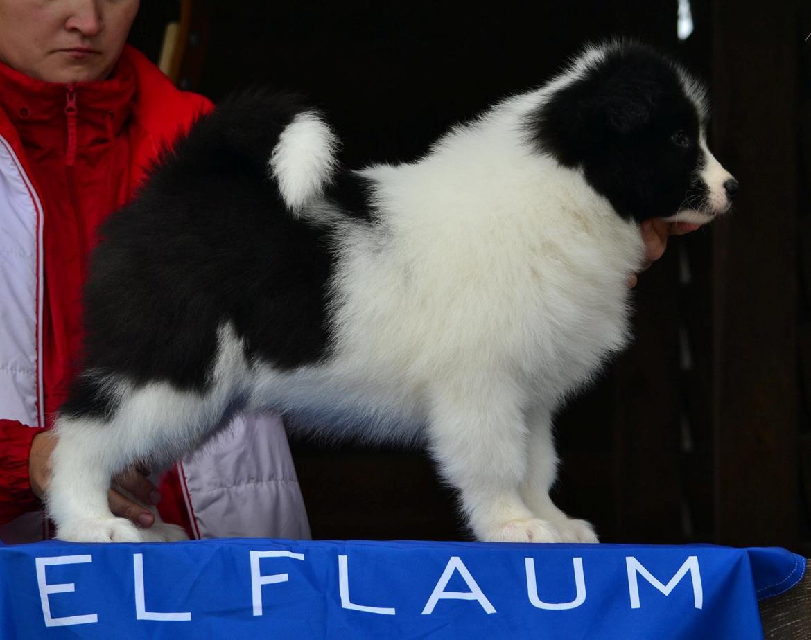 Yakutian Laika DKJV19 DKV19 DKKV19 HRJCH SPLITJW19 El Flaum Zahir billede 33