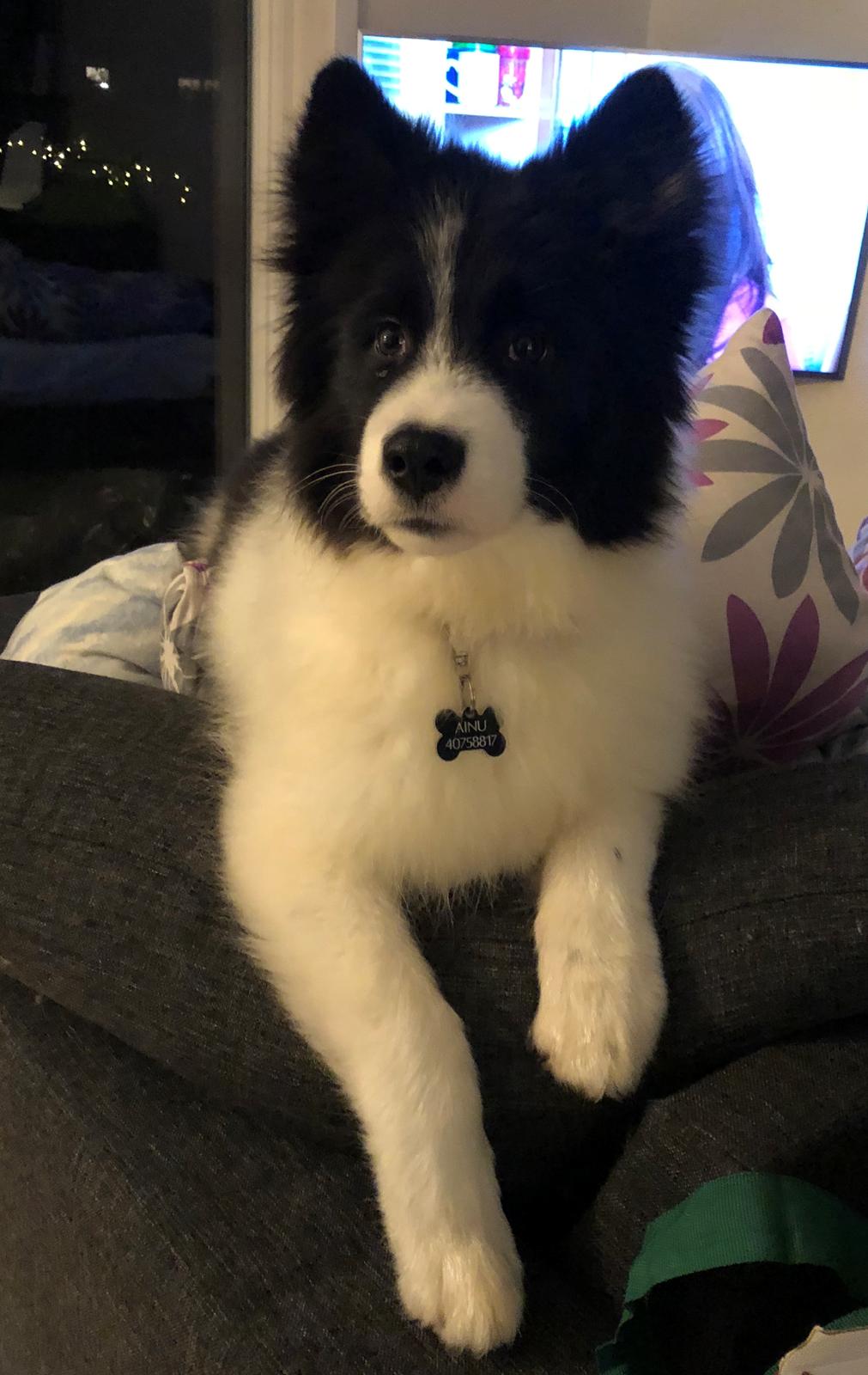 Yakutian Laika DKJV19 DKV19 DKKV19 HRJCH SPLITJW19 El Flaum Zahir billede 31