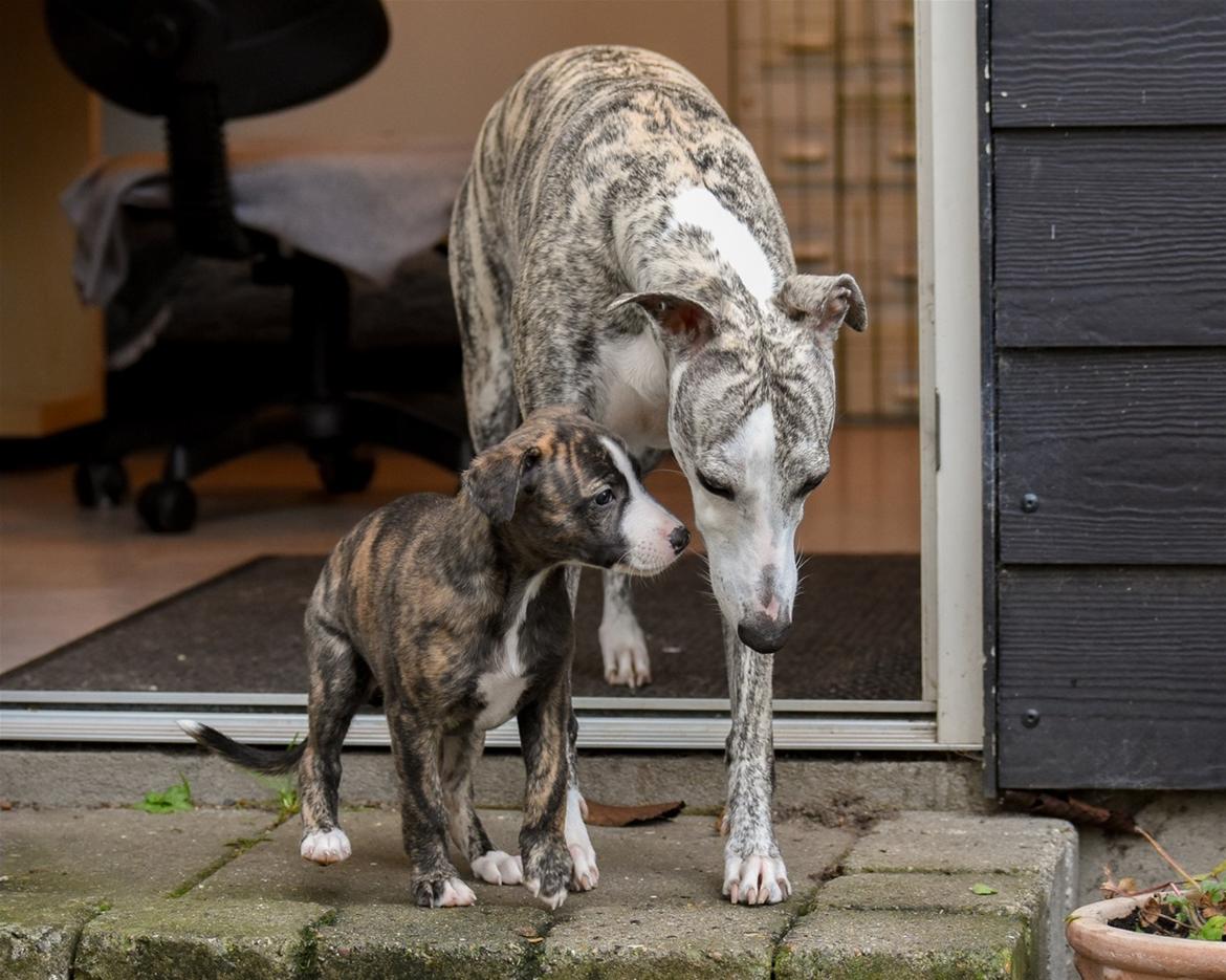 Whippet Galanta Whippets Colombine *Ciah* - 6 uger udenfor med Bianchi billede 24