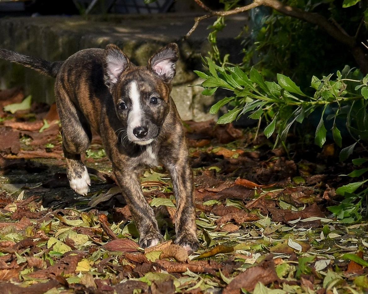 Whippet Galanta Whippets Colombine *Ciah* - 6 uger udenfor opdagelse billede 22