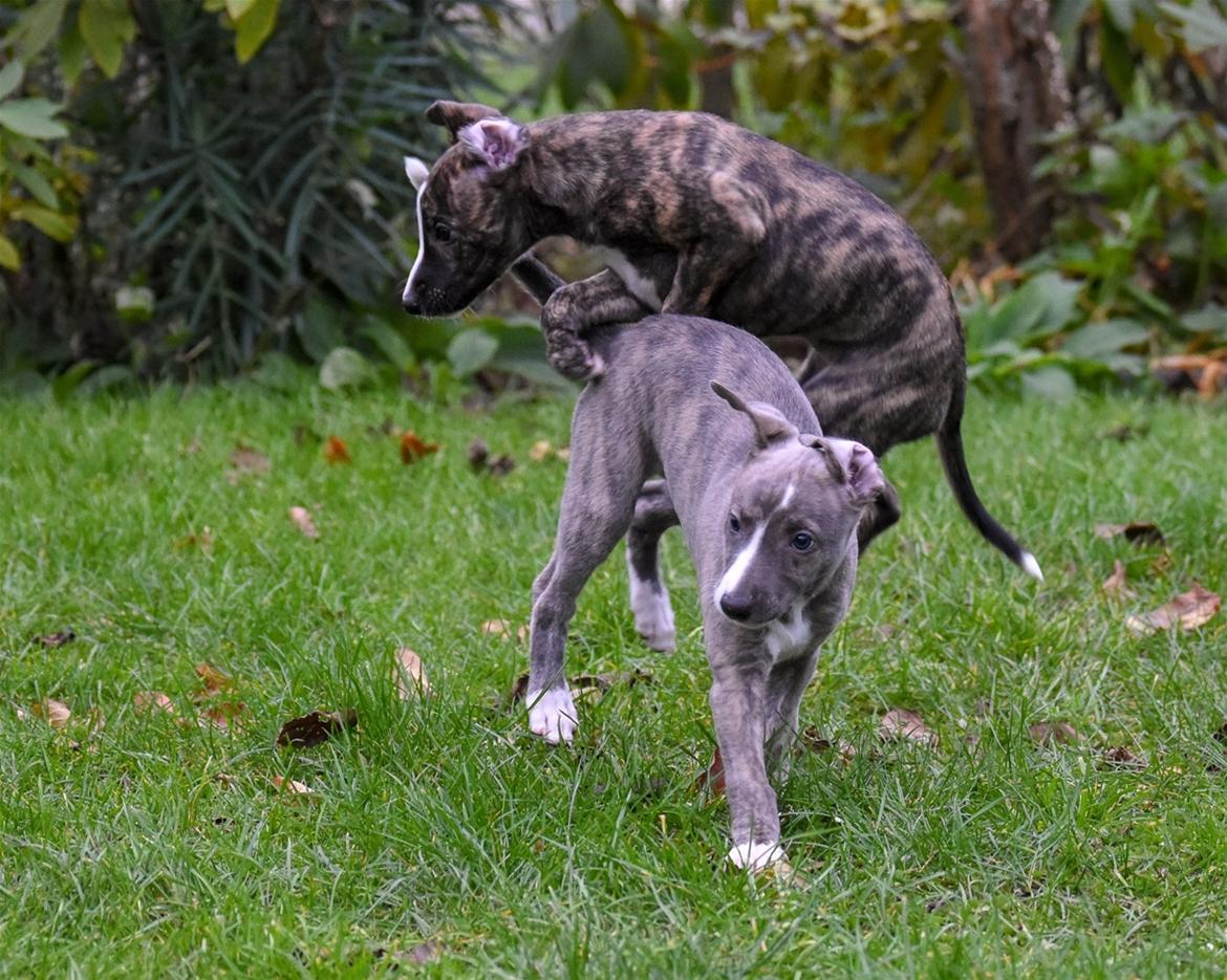 Whippet Galanta Whippets Colombine *Ciah* - 7 uger gazelle spring billede 18