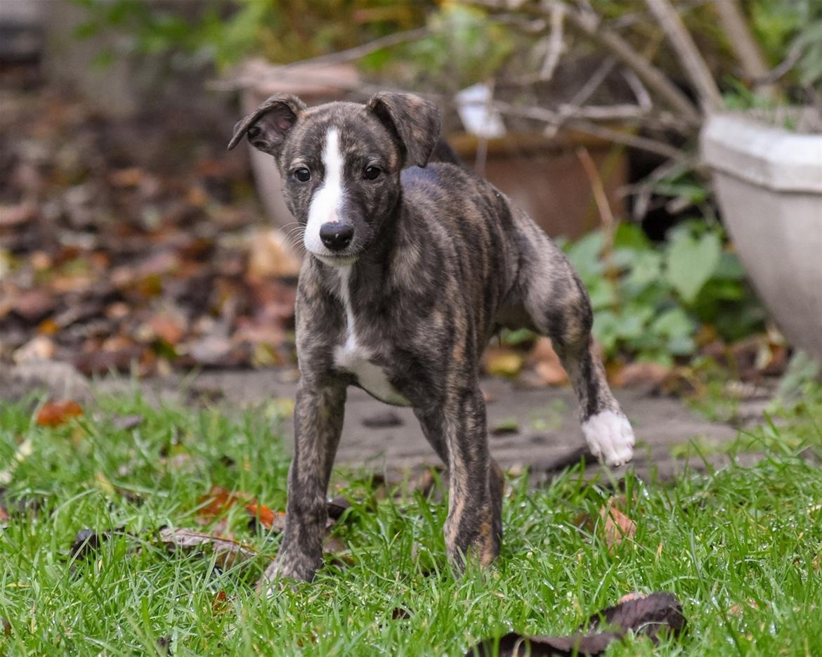 Whippet Galanta Whippets Colombine *Ciah* - 7 uger billede 16