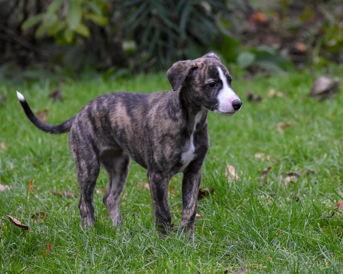 Whippet Galanta Whippets Colombine *Ciah* - 7 uger billede 17