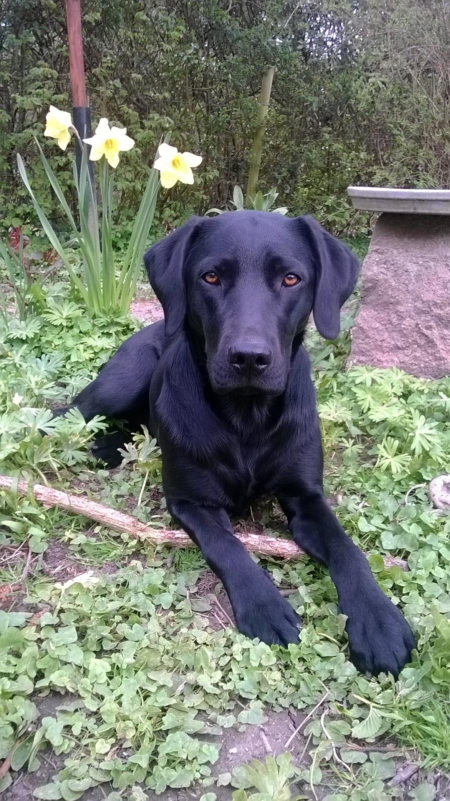 Labrador retriever † Sif †  billede 13