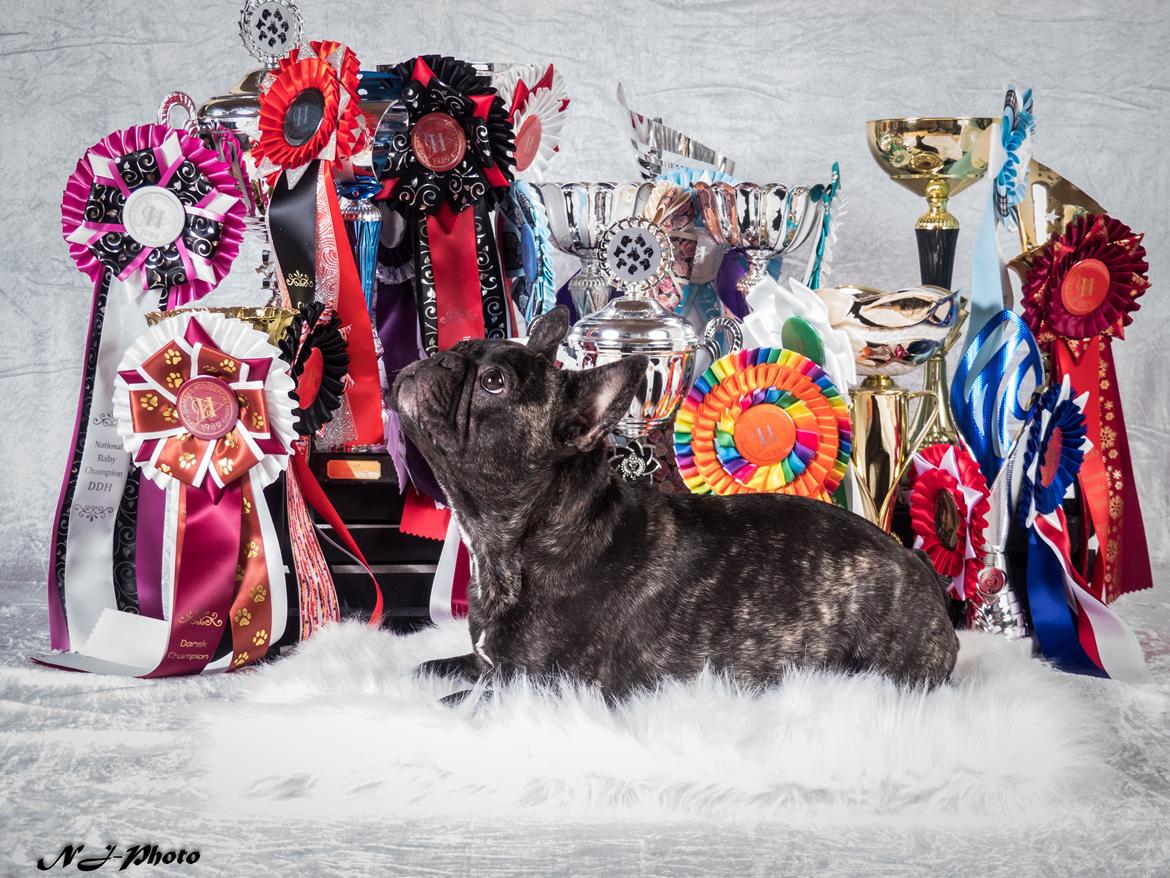 Fransk bulldog Faithful Alma billede 2