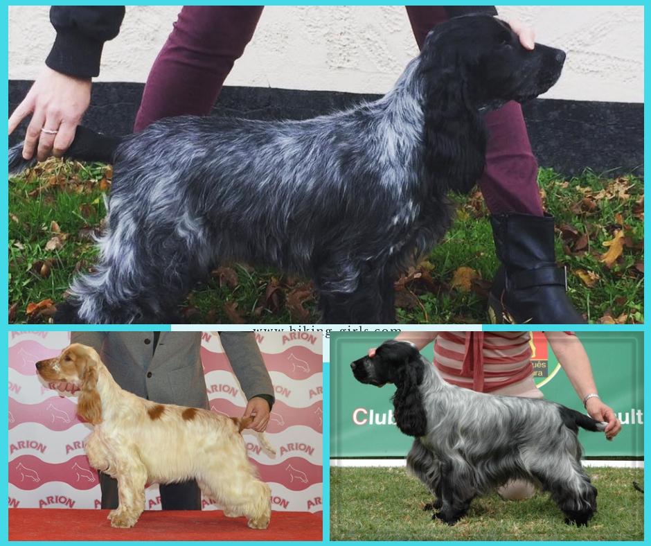 Cocker spaniel Ever billede 17