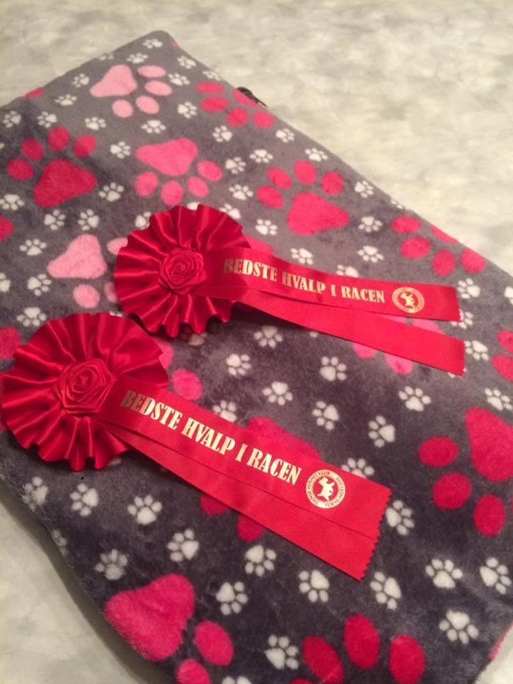 Cocker spaniel Ever billede 18