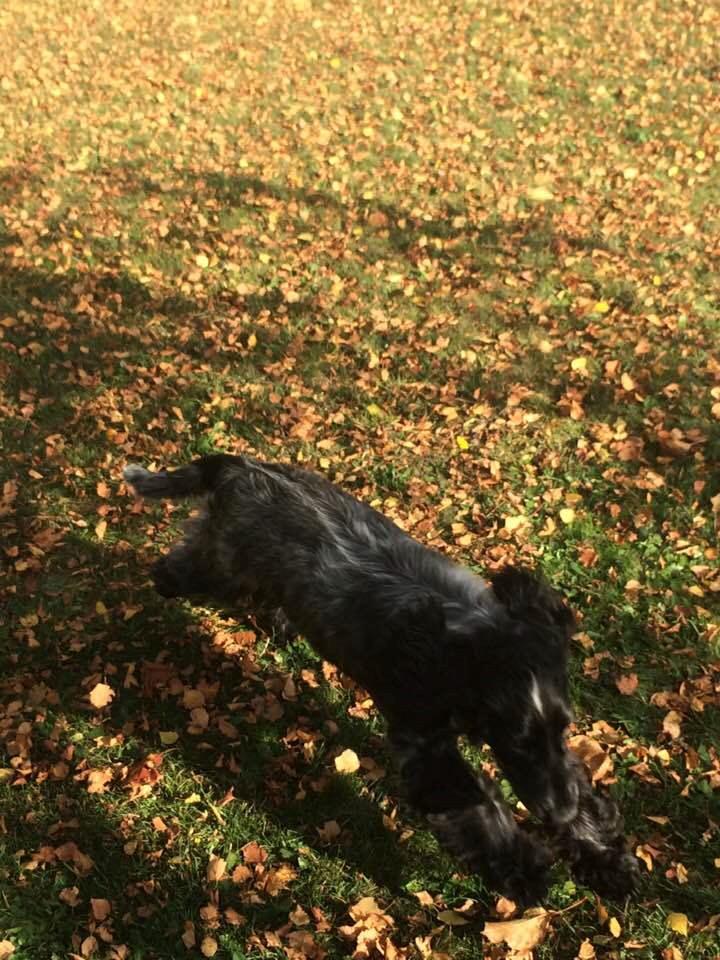 Cocker spaniel Ever billede 19