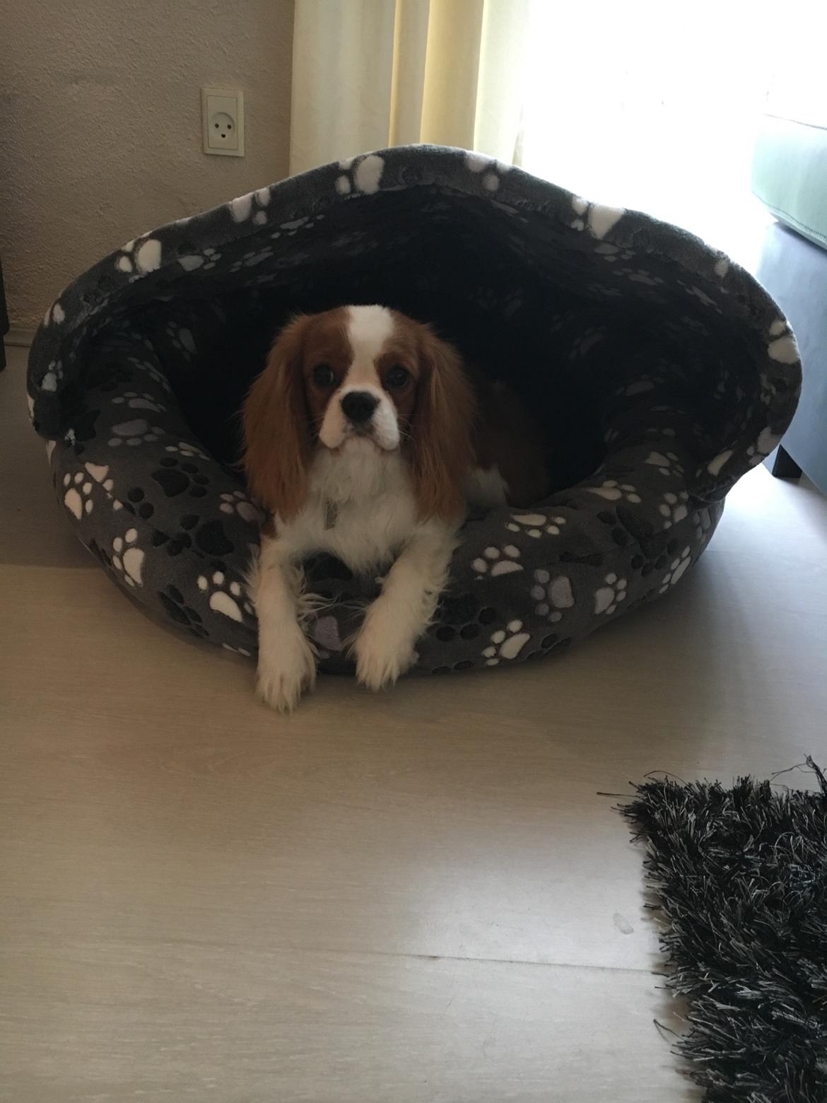 Cavalier king charles spaniel Arthur billede 28