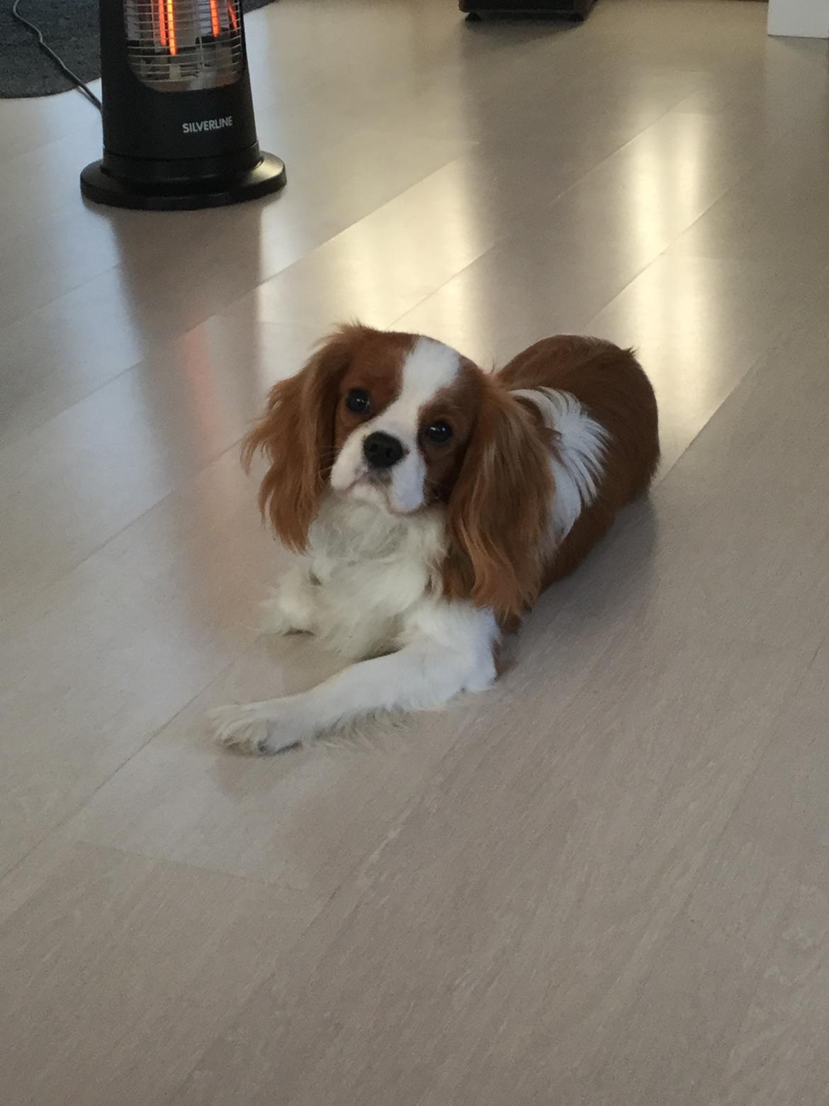 Cavalier king charles spaniel Arthur - 6,5 mdr. billede 30