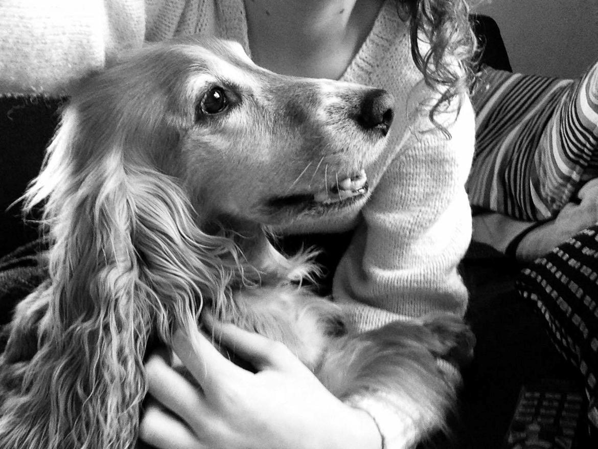 Cocker spaniel Chica billede 16